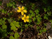 Oxalis exilis 7, Kleine klaverzuring, Saxifraga-Ed Stikvoort
