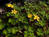 Oxalis exilis 8, Kleine klaverzuring, Saxifraga-Ed Stikvoort
