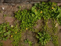 Oxalis exilis 9, Kleine klaverzuring, Saxifraga-Ed Stikvoort