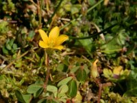 Oxalis stricta 2, Stijve klaverzuring, Saxifraga-Ed Stikvoort