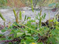 Oxalis stricta 4, Stijve klaverzuring, Saxifraga-Ed Stikvoort