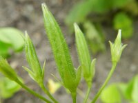 Oxalis stricta 5, Stijve klaverzuring, Saxifraga-Rutger Barendse