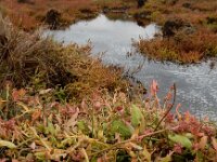 Oxybasis chenopodioides 7, Beursjesganzenvoet, Saxifraga-Ed Stikvoort