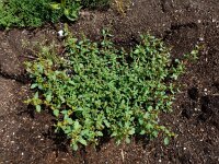 Oxybasis glauca 2, Zeegroene ganzenvoet, Saxifraga-Ed Stikvoort