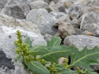 Oxybasis glauca 7, Zeegroene ganzenvoet, Saxifraga-Ed Stikvoort