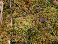 Oxycoccus palustris 4, Kleine veenbes, Saxifraga-Hans Boll