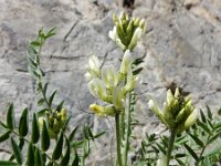 Oxytropis campestris 2, Saxifraga-Ed Stikvoort
