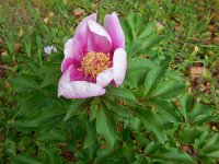 Paeonia broteri 11, Saxifraga-Ed Stikvoort