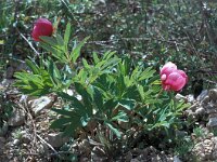 Paeonia broteri 16, Saxifraga-Jan van der Straaten