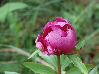 Paeonia broteri 3, Saxifraga-Jan van der Straaten