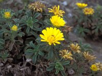 Pallenis maritima 18, Saxifraga-Jan van der Straaten