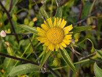 Pallenis spinosa 15, Saxifraga-Harry Jans