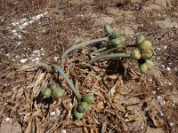 Pancratium maritimum 3, Saxifraga-Peter Meininger