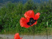 Papaver arenarium 2, Saxifraga-Ed Stikvoort