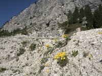 Papaver rhaeticum 10, Saxifraga-Willem van Kruijsbergen