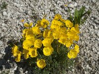Papaver rhaeticum 12, Saxifraga-Annemiek Bouwman