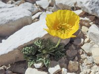 Papaver rhaeticum 15, Saxifraga-Harry Jans
