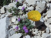 Papaver rhaeticum 16, Saxifraga-Harry Jans