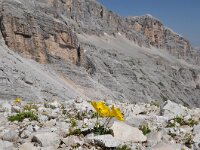Papaver rhaeticum 21, Saxifraga-Harry Jans