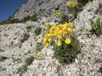 Papaver rhaeticum 3, Saxifraga-Willem van Kruijsbergen