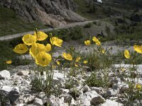 Papaver rhaeticum 4, Saxifraga-Willem van Kruijsbergen
