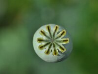Papaver somniferum 34, Slaapbol, Saxifraga-Tom Heijnen
