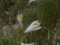 Paradisea liliastrum 19, Saxifraga-Willem van Kruijsbergen