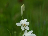 Paradisea liliastrum 20, Saxifraga-Dirk Hilbers