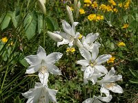 Paradisea liliastrum 22, Saxifraga-Harry Jans