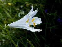 Paradisea liliastrum 3, Saxifraga-Jan van der Straaten
