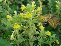 Parentucellia viscosa 54, Kleverige ogenstroost, Saxifraga-Hans Grotenhuis