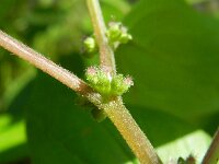 Parietaria officinalis 4, Groot glaskruid, Saxifraga-Rutger Barendse