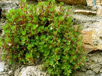 Parietaria officinalis 8, Groot glaskruid, Saxifraga-Hans Grotenhuis