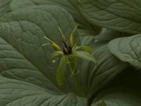 Paris quadrifolia 1, Eenbes, Saxifraga-Willem van Kruijsbergen