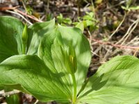Paris quadrifolia 87, Eenbes, Saxifraga-Rutger Barendse