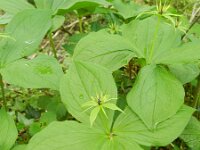 Paris quadrifolia 89, Eenbes, Saxifraga-Rutger Barendse