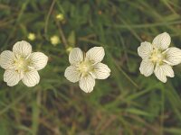 Parnassia palustris 4, Parnassia, Saxifraga-Marijke Verhagen