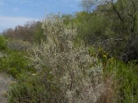 Parolinia ornata 4, Saxifraga-Rutger Barendse arguineguin