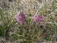 Pedicularis friderici-augusti 6, Saxifraga-Dirk Hilbers