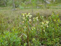 Pedicularis lapponica 16, Saxifraga-Hans Grotenhuis
