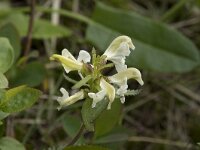 Pedicularis lapponica 22, Saxifraga-Willem van Kruijsbergen