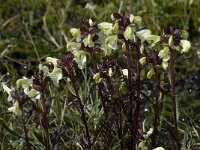 Pedicularis lapponica 5, Saxifraga-Willem van Kruijsbergen