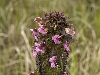 Pedicularis palustris 2, Moeraskartelblad. Saxifraga-Jan van der Straaten