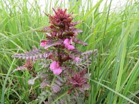 Pedicularis palustris 21, Moeraskartelblad, Saxifraga-Mark Zekhuis