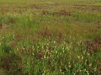 Pedicularis palustris 33, Moeraskartelblad, Saxifraga-Hans Boll