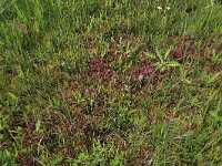 Pedicularis palustris 42, Moeraskartelblad, Saxifraga-Hans Boll