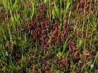 Pedicularis palustris 43, Moeraskartelblad, Saxifraga-Hans Boll