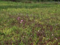 Pedicularis palustris 46, Moeraskartelblad, Saxifraga-Hans Boll