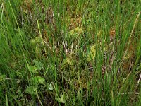 Pedicularis palustris 47, Moeraskartelblad, Saxifraga-Hans Boll