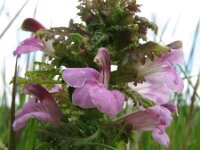 Pedicularis palustris 5, Moeraskartelblad, Saxifraga-Rutger Barendse